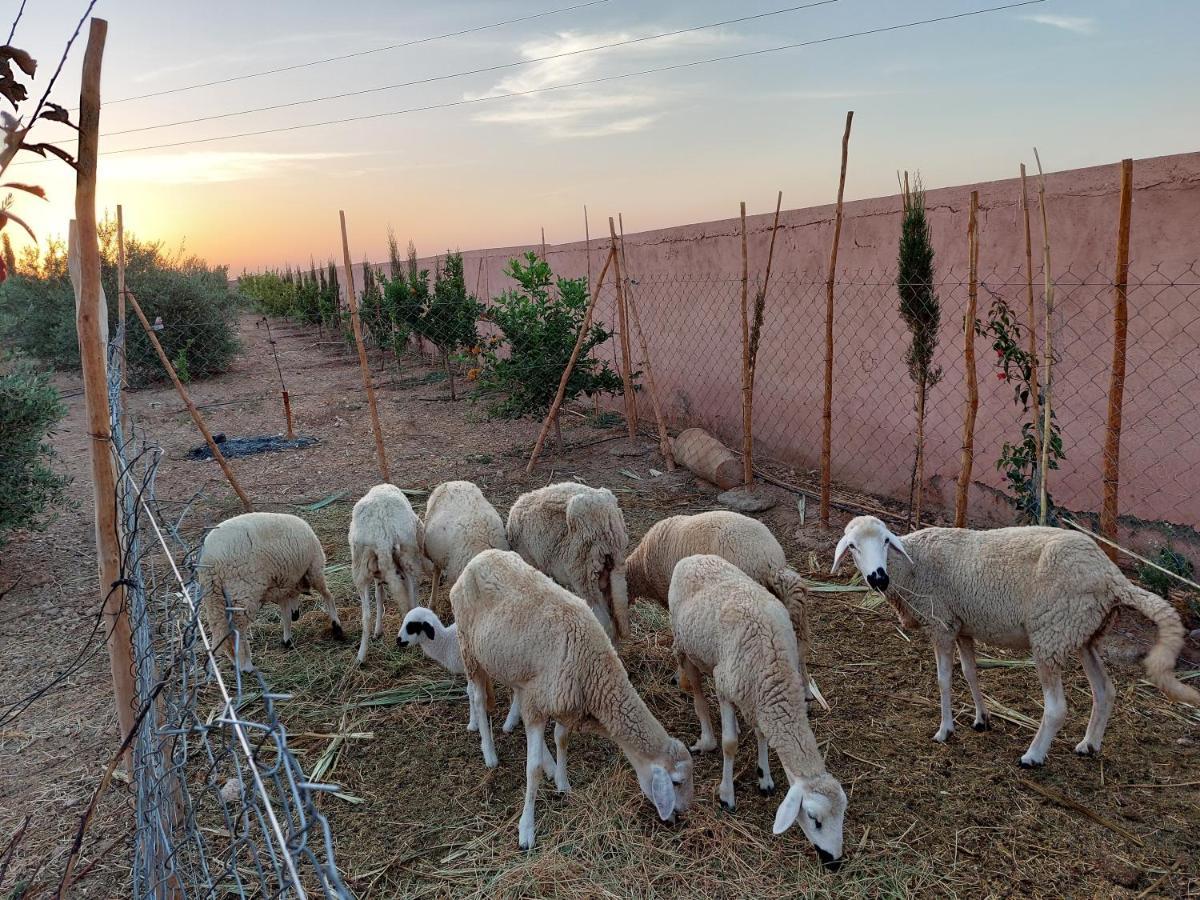 Villa Giulia&Soley Douar Sidi Ayad Esterno foto