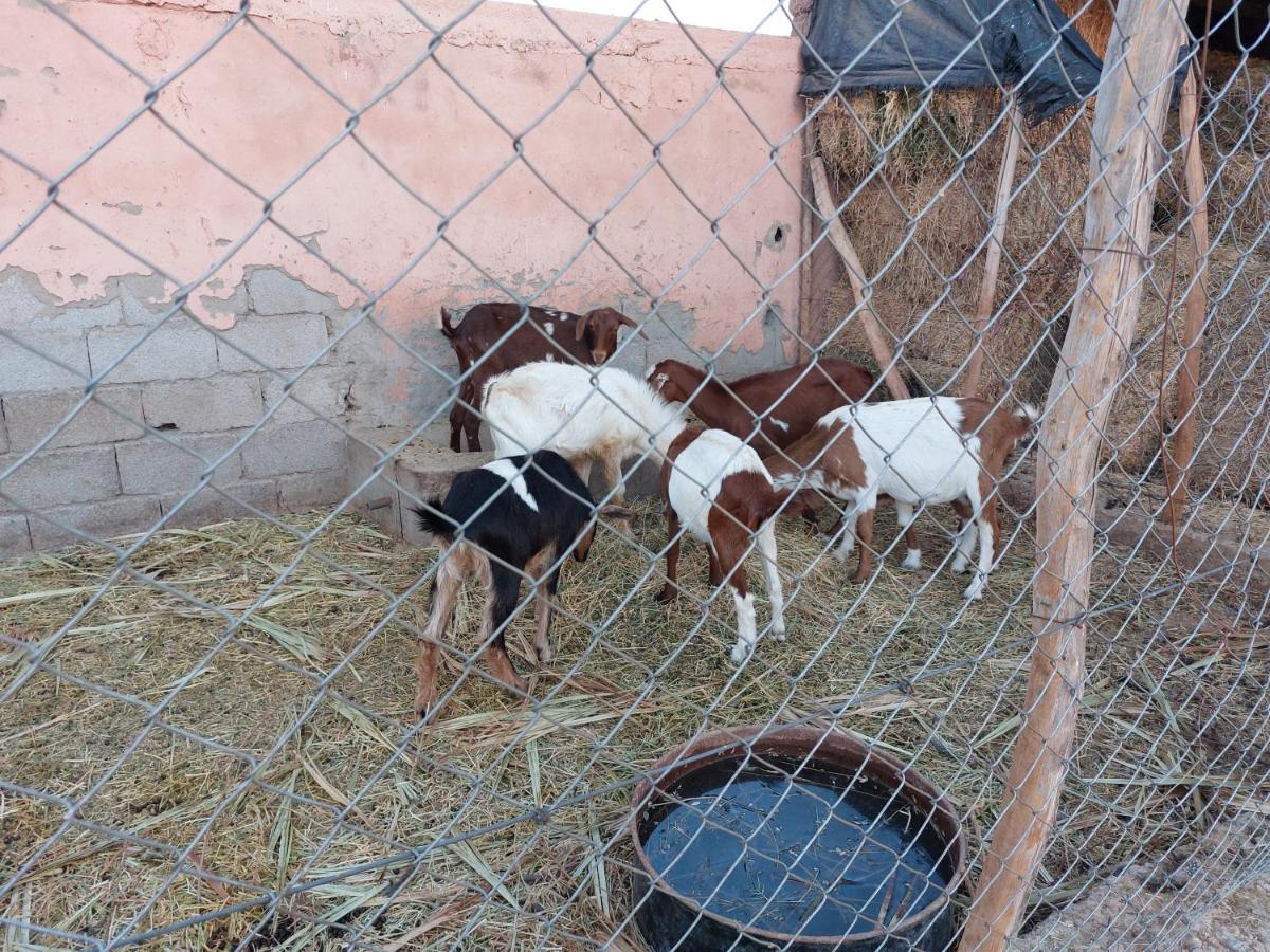 Villa Giulia&Soley Douar Sidi Ayad Esterno foto