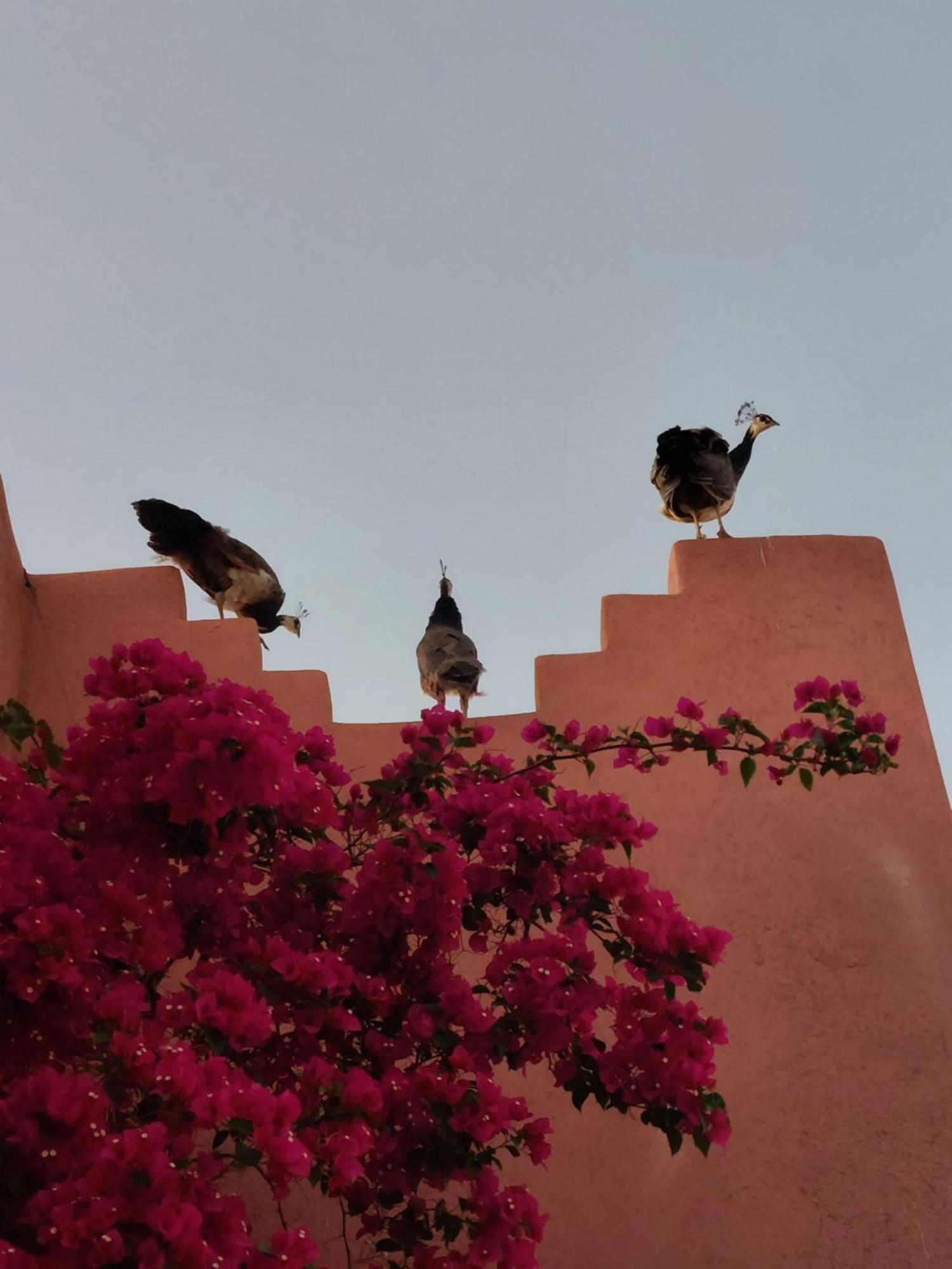 Villa Giulia&Soley Douar Sidi Ayad Esterno foto